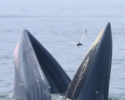 Bryde's whale photo hunt in Thailand Pattaya - tour picture 15