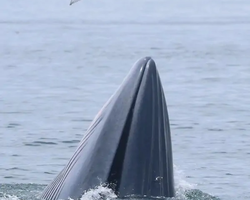 Bryde's whale photo hunt in Thailand Pattaya - tour picture 18