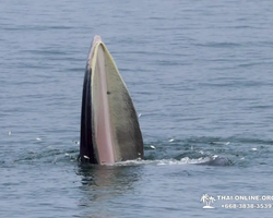 Bryde's whale photo hunt excursion from Pattaya - picture 49