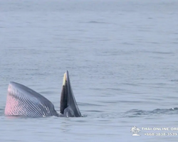 Bryde's whale photo hunt in Thailand Pattaya - tour picture 22