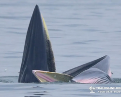 Bryde's whale photo hunt in Thailand Pattaya - tour picture 24