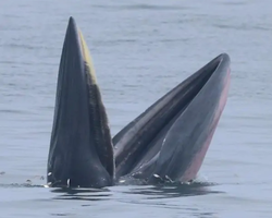 Bryde's whale photo hunt in Thailand Pattaya - tour picture 23