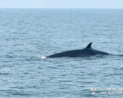 Bryde's whale photo hunt excursion from Pattaya - picture 4