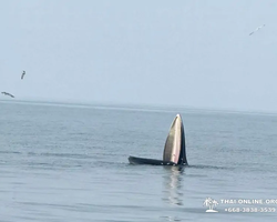 Bryde's whale photo hunt excursion from Pattaya - picture 29