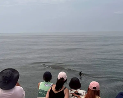 Bryde's whale photo hunt excursion from Pattaya - picture 47