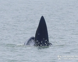 Bryde's whale photo hunt in Thailand Pattaya - tour picture 62