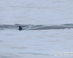 Bryde's whale photo hunt excursion from Pattaya - picture 32