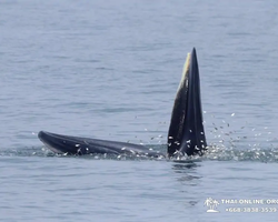 Bryde's whale photo hunt excursion from Pattaya - picture 46