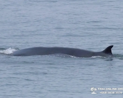 Bryde's whale photo hunt in Thailand Pattaya - tour picture 52