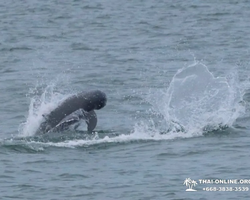 Bryde's whale photo hunt in Thailand Pattaya - tour picture 61