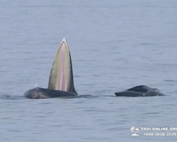 Bryde's whale photo hunt in Thailand Pattaya - tour picture 27