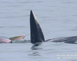 Bryde's whale photo hunt in Thailand Pattaya - tour picture 26