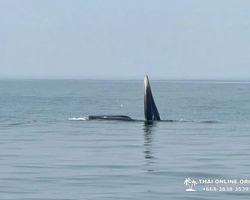 Bryde's whale photo hunt in Thailand Pattaya - tour picture 28