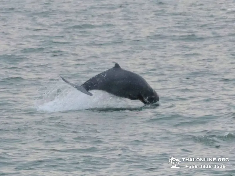 Bryde's whale photo hunt excursion from Pattaya - picture 27