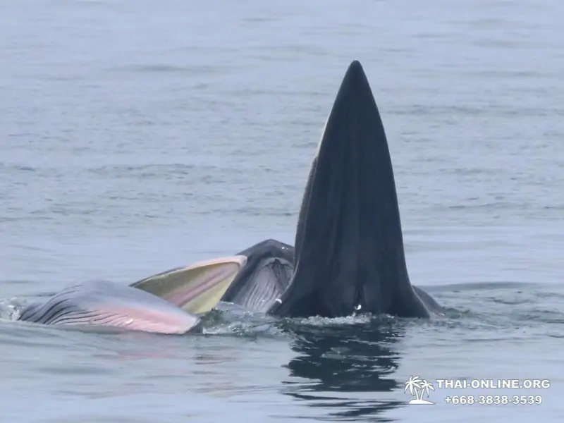 Bryde's whale photo hunt excursion from Pattaya - picture 23