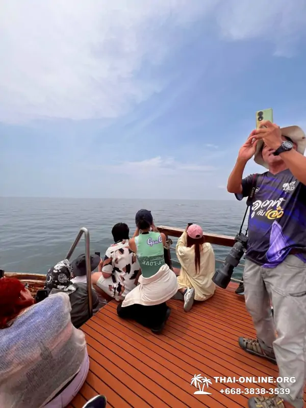 Bryde's whale photo hunt excursion from Pattaya - picture 7