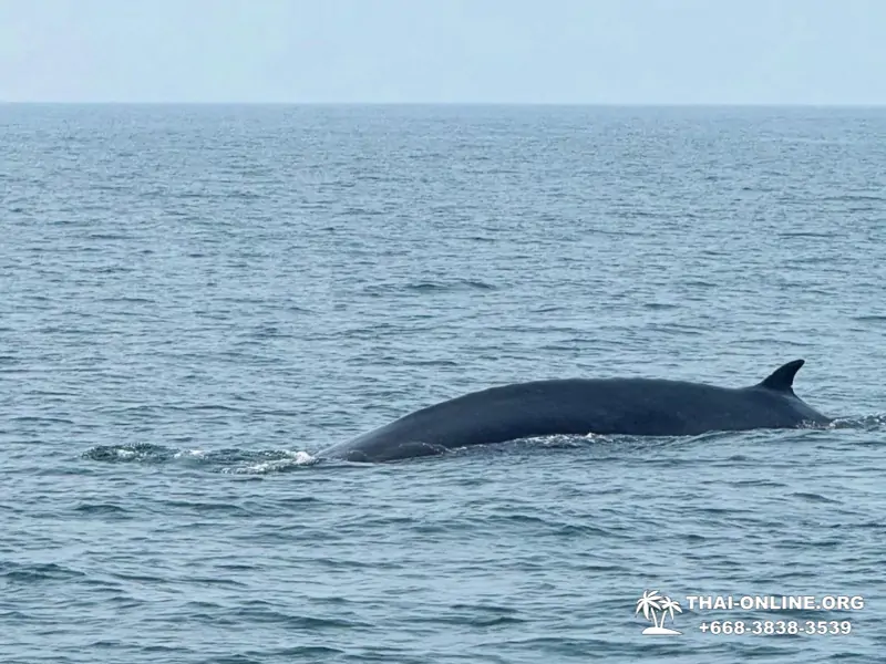 Bryde's whale photo hunt excursion from Pattaya - picture 13