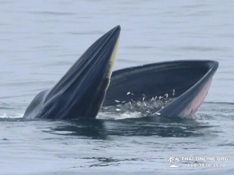Bryde's whale photo hunt excursion from Pattaya - picture 22