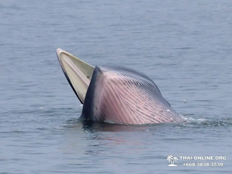 Bryde's whale photo hunt excursion from Pattaya - picture 14