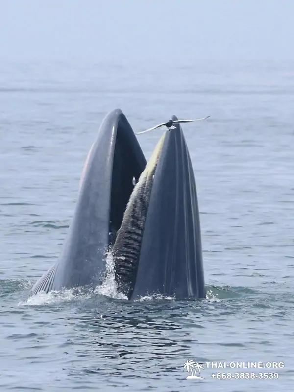 Bryde's whale photo hunt excursion from Pattaya - picture 18