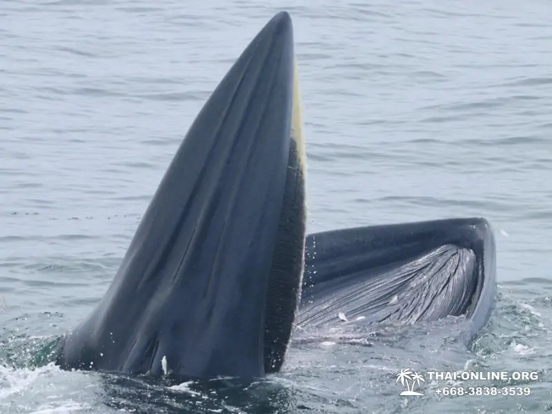 Bryde's whale photo hunt excursion from Pattaya - picture 17