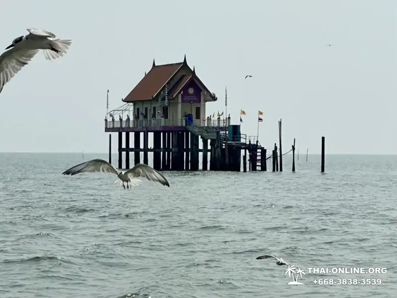 Bryde's whale photo hunt excursion from Pattaya - picture 16