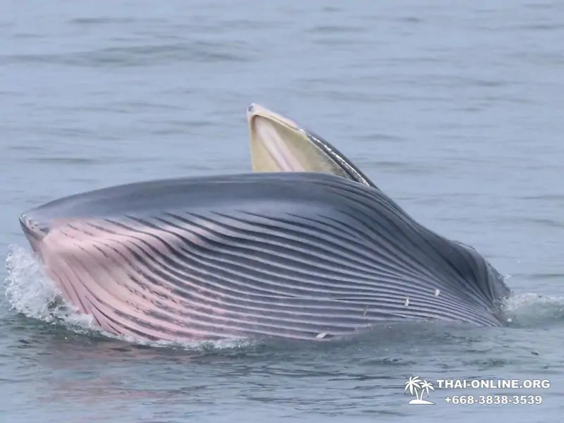 Bryde's whale photo hunt excursion from Pattaya - picture 21