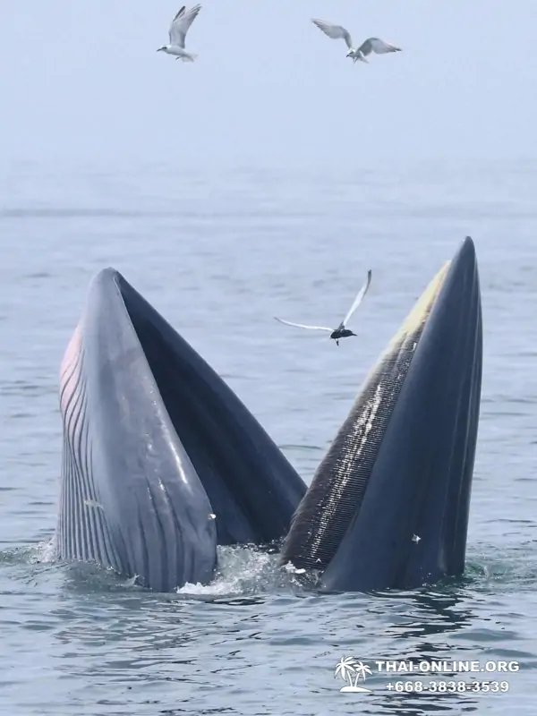 Bryde's whale photo hunt excursion from Pattaya - picture 19