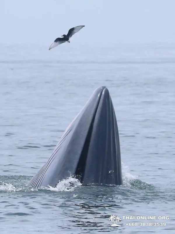Bryde's whale photo hunt excursion from Pattaya - picture 20