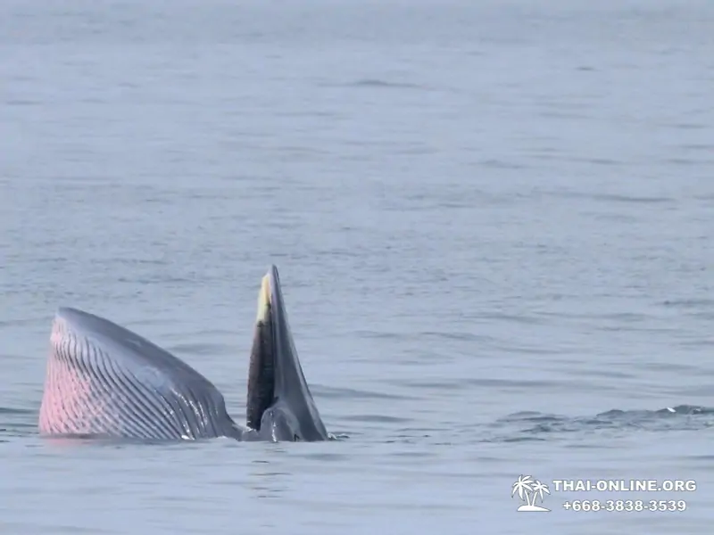 Bryde's whale photo hunt excursion from Pattaya - picture 24