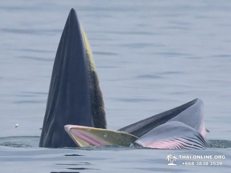 Bryde's whale photo hunt excursion from Pattaya - picture 25