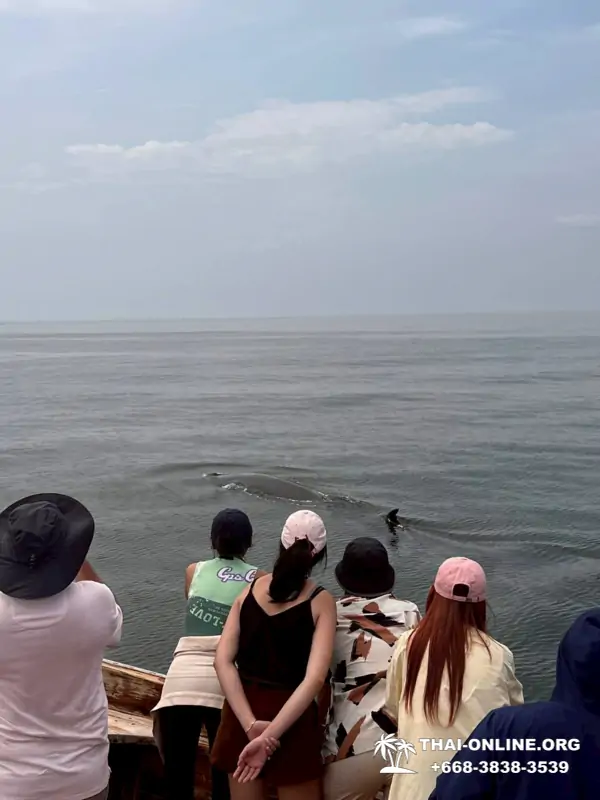 Bryde's whale photo hunt excursion from Pattaya - picture 8