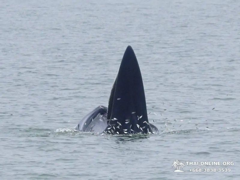 Bryde's whale photo hunt excursion from Pattaya - picture 15