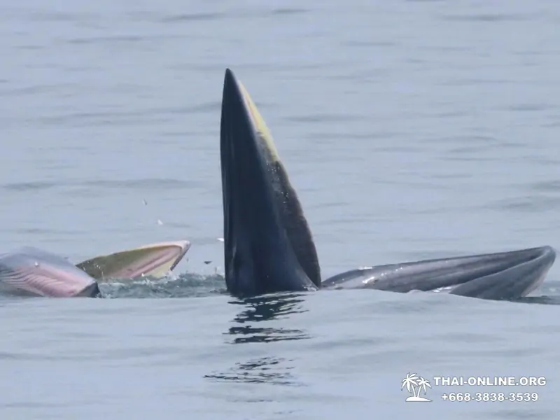 Bryde's whale photo hunt excursion from Pattaya - picture 26