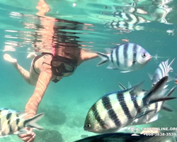 Marine Discovery one day sea trip from Pattaya Thailand - photo 64