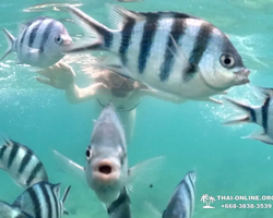 Marine Discovery one day sea trip from Pattaya Thailand - photo 75