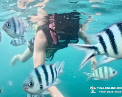 Marine Discovery one day sea trip from Pattaya Thailand - photo 7