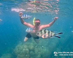 Marine Discovery one day sea trip from Pattaya Thailand - photo 57