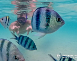 Sea Discovery island snorkeling tour from Pattaya Thailand - photo 149