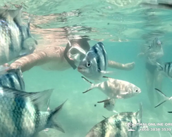 Marine Discovery one day sea trip from Pattaya Thailand - photo 82