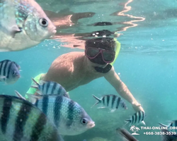 Marine Discovery one day sea trip from Pattaya Thailand - photo 45