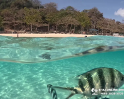 Marine Discovery one day sea trip from Pattaya Thailand - photo 95