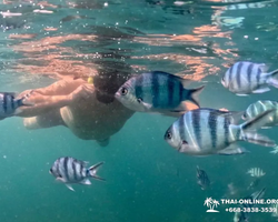 Marine Discovery one day sea trip from Pattaya Thailand - photo 53