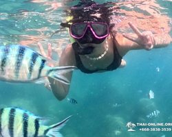 Marine Discovery one day sea trip from Pattaya Thailand - photo 50