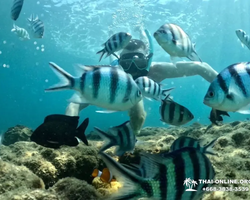 Marine Discovery one day sea trip from Pattaya Thailand - photo 58