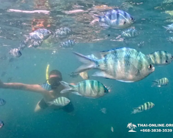 Marine Discovery one day sea trip from Pattaya Thailand - photo 52