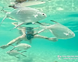 Sea Discovery island snorkeling tour from Pattaya Thailand - photo 108