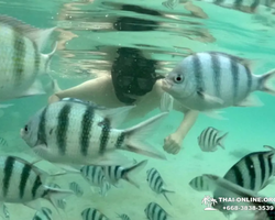 Sea Discovery island snorkeling tour from Pattaya Thailand - photo 139