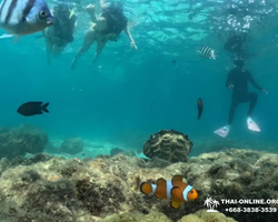 Marine Discovery one day sea trip from Pattaya Thailand - photo 49