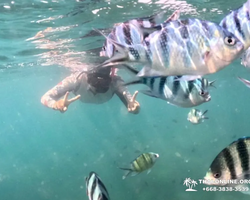 Sea Discovery island snorkeling tour from Pattaya Thailand - photo 113